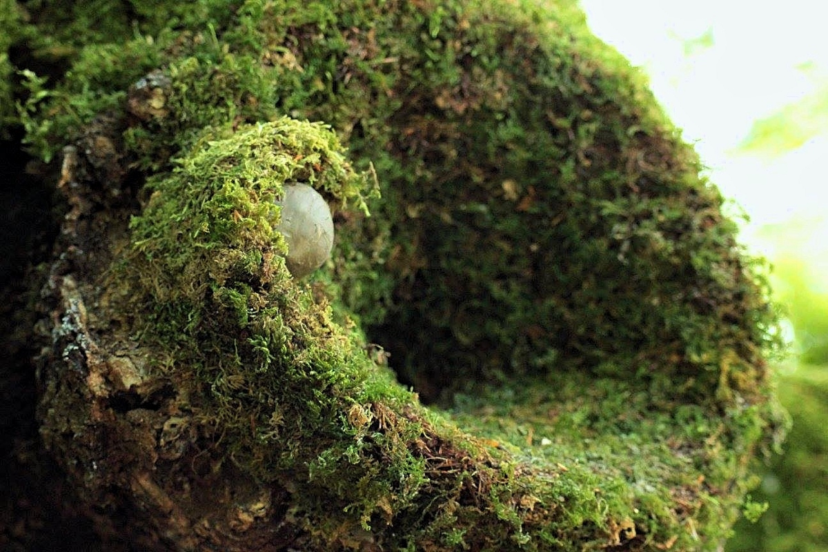 Land Art: Interventi Artistici in Natura